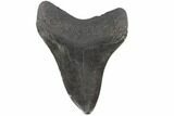 Large, Fossil Megalodon Tooth - South Carolina #86185-2